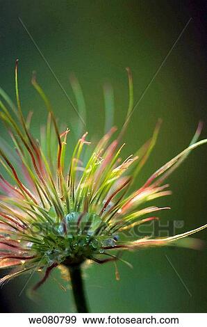 Stock Photo - Pasque Flower Seedhead. Pulsatilla vulgaris. April 2008. Maryland, USA.. Fotosearch
