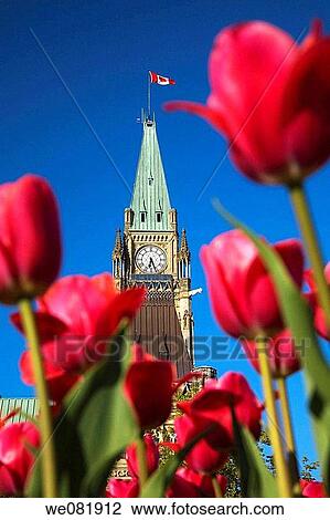 Peace Tower on Parliament hill through pink tulips at spring time, Ottawa, Ontario, Canada View Large Photo Image Stock Image - Peace Tower on Parliament hill through pink tulips at spring time, Ottawa, Ontario, Canada. Fotosearch