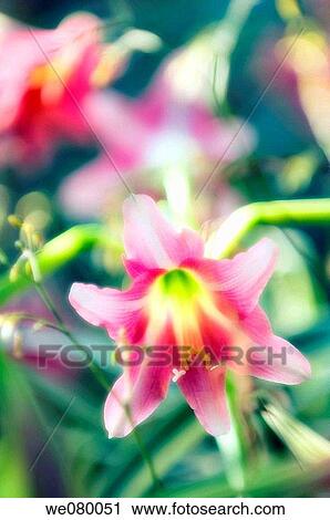 Pink Amaryllis. Hippeastrum sp. December 2006, Maryland, USA View Large Photo Image Stock Image - Pink Amaryllis. Hippeastrum sp. December 2006, Maryland, USA. Fotosearch