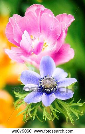 Pink and Blue Anemone Poppies. Anemone coronaria. May 2007, Maryland, USA View Large Photo Image Stock Image - Pink and Blue Anemone Poppies. Anemone coronaria. May 2007, Maryland, USA. Fotosearch