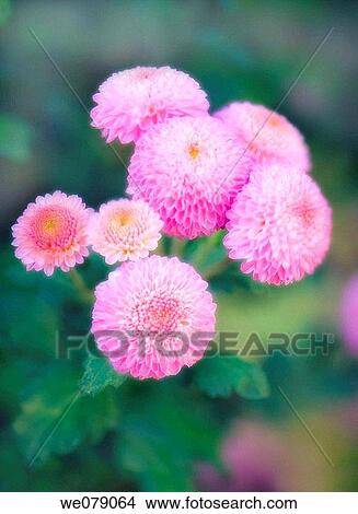 Pink Anemone Chrysanthemum. Dendranthema grandiflora. November 2007, Maryland, USA View Large Photo Image Picture - Pink Anemone Chrysanthemum. Dendranthema grandiflora. November 2007, Maryland, USA. Fotosearch
