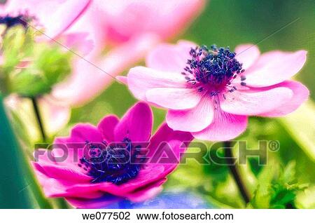 Pink Anemone Flower Duo. Anemone coronaria. April 2007, Maryland, USA View Large Photo Image Stock Image - Pink Anemone Flower Duo. Anemone coronaria. April 2007, Maryland, USA. Fotosearch