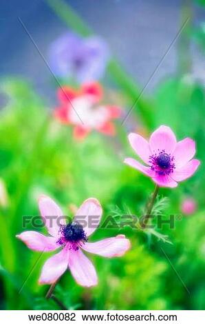Pink Anemone Poppies. Anemone coronaria. May 2007, Maryland, USA View Large Photo Image Stock Image - Pink Anemone Poppies. Anemone coronaria. May 2007, Maryland, USA. Fotosearch