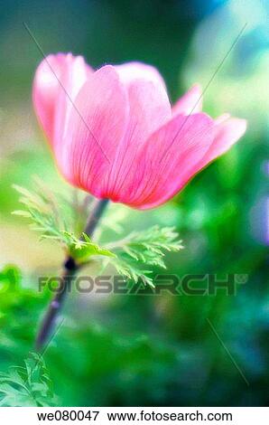 Pink Anemone Poppy. Anemone coronaria. April 2007, Maryland, USA View Large Photo Image Stock Photo - Pink Anemone Poppy. Anemone coronaria. April 2007, Maryland, USA. Fotosearch