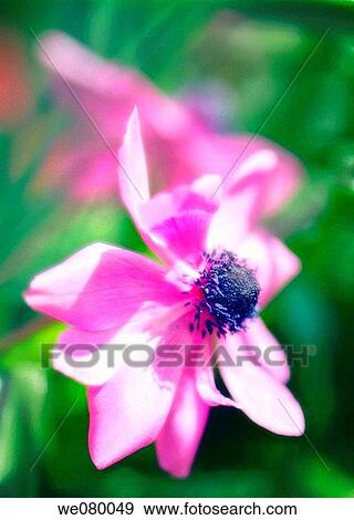 Pink Anemone Poppy. Anemone coronaria. April 2007, Maryland, USA View Large Photo Image Stock Photo - Pink Anemone Poppy. Anemone coronaria. April 2007, Maryland, USA. Fotosearch