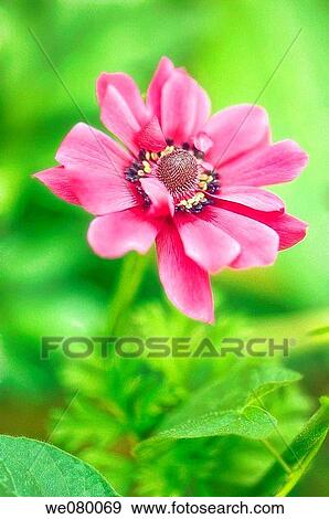 Pink Anemone Poppy. Anemone coronaria. May 2007, Maryland, USA View Large Photo Image Stock Photo - Pink Anemone Poppy. Anemone coronaria. May 2007, Maryland, USA. Fotosearch