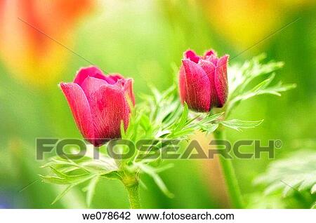Pink Anemone Poppy Buds. Anemone coronaria. May 2007, Maryland, USA View Large Photo Image Stock Image - Pink Anemone Poppy Buds. Anemone coronaria. May 2007, Maryland, USA. Fotosearch