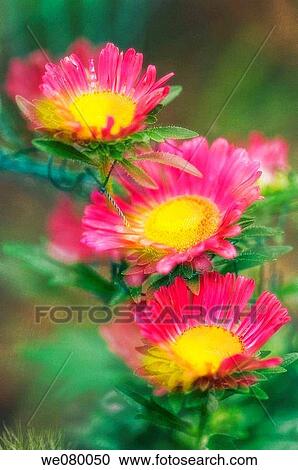 Pink Aster Trio. Aster chinensis. April 2007, Maryland, USA View Large Photo Image Stock Image - Pink Aster Trio. Aster chinensis. April 2007, Maryland, USA. Fotosearch