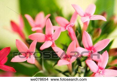 Pink Bouvardia Flowers. Bouvardia sp. November 2006, Maryland, USA View Large Photo Image Picture - Pink Bouvardia Flowers. Bouvardia sp. November 2006, Maryland, USA. Fotosearch
