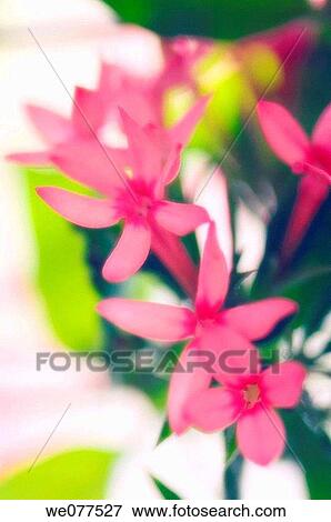 Pink Bouvardia Flowers. November 2006, Maryland, USA View Large Photo Image Stock Photo - Pink Bouvardia Flowers. November 2006, Maryland, USA. Fotosearch