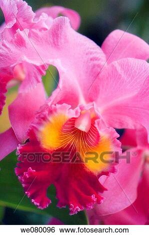 Pink Brassolaeliocattleya Orchid. November 2007, Maryland, USA View Large Photo Image Stock Photograph - Pink Brassolaeliocattleya Orchid. November 2007, Maryland, USA. Fotosearch