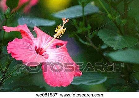 Pink China Rose Bloom. Hibiscus hybrid. May 2008. Maryland, USA. View Large Photo Image Stock Photo - Pink China Rose Bloom. Hibiscus hybrid. May 2008. Maryland, USA.. Fotosearch