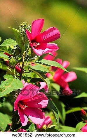 Pink China Rose in Bloom. Hibiscus hybrid. July 2007. Maryland, USA. View Large Photo Image Stock Image - Pink China Rose in Bloom. Hibiscus hybrid. July 2007. Maryland, USA.. Fotosearch