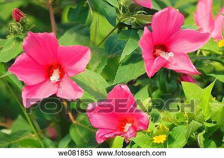 Stock Image - Pink China Rose in Bloom. Hibiscus hybrid. July 2007. Maryland, USA.. Fotosearch