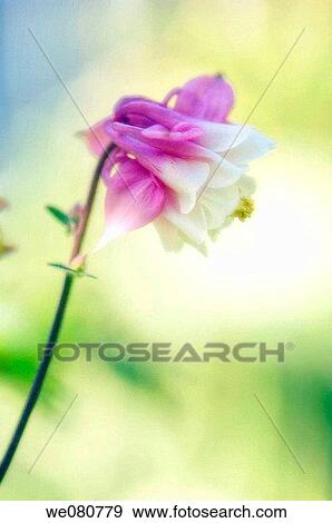 Pink Colimbine. Aquilegia caerulea. May 2007. Maryland, USA. View Large Photo Image Stock Photo - Pink Colimbine. Aquilegia caerulea. May 2007. Maryland, USA.. Fotosearch