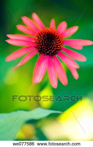 Pink Coneflower. Echinacea hybrid. July 2007, Maryland, USA View Large Photo Image Stock Photograph - Pink Coneflower. Echinacea hybrid. July 2007, Maryland, USA. Fotosearch