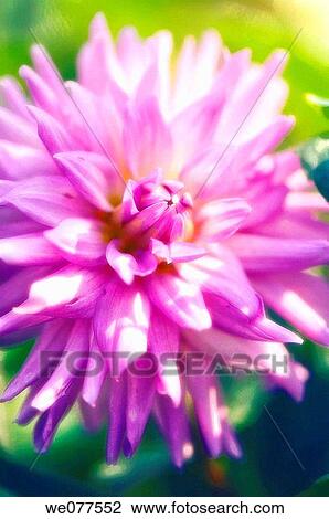 Pink Dahlia. August 2007, Maryland, USA View Large Photo Image Stock Image - Pink Dahlia. August 2007, Maryland, USA. Fotosearch