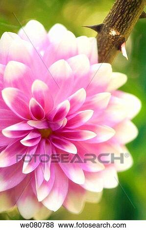 Pink Dahlia Bloom and Rose Thorns. Dahlia hybrid. October 2007. Maryland, USA. View Large Photo Image Stock Photo - Pink Dahlia Bloom and Rose Thorns. Dahlia hybrid. October 2007. Maryland, USA.. Fotosearch