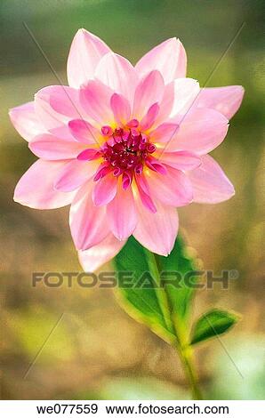 Pink Dahlia Bloom. November 2007, Maryland, USA View Large Photo Image Stock Photo - Pink Dahlia Bloom. November 2007, Maryland, USA. Fotosearch