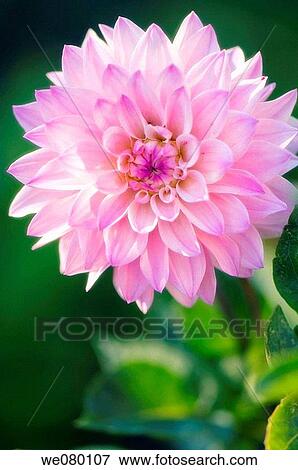Pink Dahlia Bloom. November 2007, Maryland, USA View Large Photo Image Stock Photo - Pink Dahlia Bloom. November 2007, Maryland, USA. Fotosearch