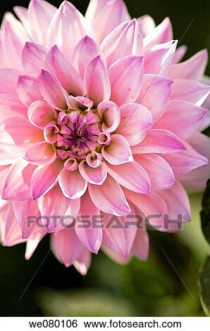 Pink Dahlia Bloom. November 2007, Maryland, USA View Large Photo Image Stock Photograph - Pink Dahlia Bloom. November 2007, Maryland, USA. Fotosearch