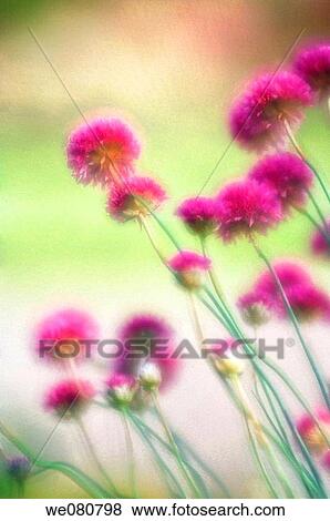 Pink Flowers. April 2008. Maryland, USA. View Large Photo Image Stock Photo - Pink Flowers. April 2008. Maryland, USA.. Fotosearch