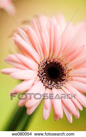 Pink Gerbera Daisy with Dark Center. Gerbera jamesonii. June 2007, Maryland, USA View Large Photo Image Picture - Pink Gerbera Daisy with Dark Center. Gerbera jamesonii. June 2007, Maryland, USA. Fotosearch