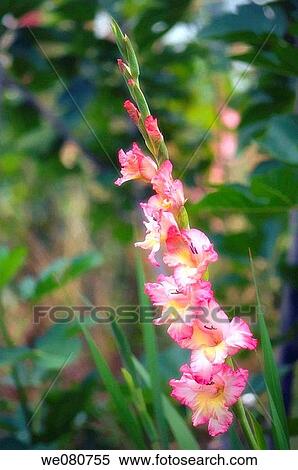 Stock Photography - Pink Gladiolus in Bloom. Gladiolus hybrid. April 2008. Maryland, USA.. Fotosearch