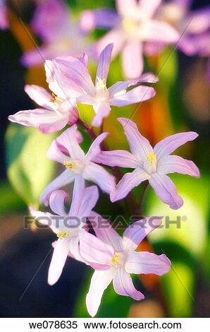 Pink Glory of the Snow. Chionodoxa forbesii. March 2006, Maryland, USA View Large Photo Image Stock Photography - Pink Glory of the Snow. Chionodoxa forbesii. March 2006, Maryland, USA. Fotosearch