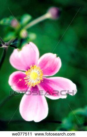 Pink Japanese Anemone Flower. Anemone japonica. August 2007, Maryland, USA View Large Photo Image Stock Image - Pink Japanese Anemone Flower. Anemone japonica. August 2007, Maryland, USA. Fotosearch