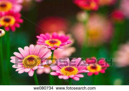 Pink Marguerite Daisies. Argyranthemum frutescens. June 2005. Maryland, USA. View Large Photo Image Picture - Pink Marguerite Daisies. Argyranthemum frutescens. June 2005. Maryland, USA.. Fotosearch