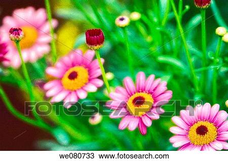 Pink Marguerite Daisies. Argyranthemum frutescens. June 2005. Maryland, USA. View Large Photo Image Stock Image - Pink Marguerite Daisies. Argyranthemum frutescens. June 2005. Maryland, USA.. Fotosearch