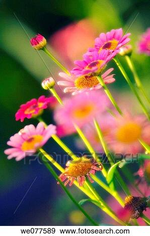 Pink Marguerite Daisies. Argyranthemum frutescens. July 2007, Maryland, USA View Large Photo Image Stock Photo - Pink Marguerite Daisies. Argyranthemum frutescens. July 2007, Maryland, USA. Fotosearch