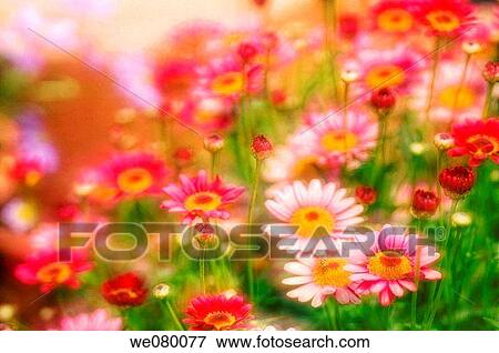 Pink Marguerite Daisies. May 2005, Maryland, USA View Large Photo Image Stock Photo - Pink Marguerite Daisies. May 2005, Maryland, USA. Fotosearch