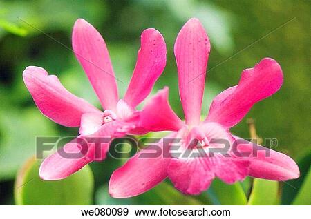Pink Mini Cattleya Orchid. November 2007, Maryland, USA View Large Photo Image Stock Photo - Pink Mini Cattleya Orchid. November 2007, Maryland, USA. Fotosearch