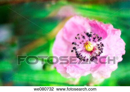 Pink Paeoniflorum Poppy. Papaver somniferum paeoniflorum. July 2007. Maryland, USA. View Large Photo Image Stock Image - Pink Paeoniflorum Poppy. Papaver somniferum paeoniflorum. July 2007. Maryland, USA.. Fotosearch