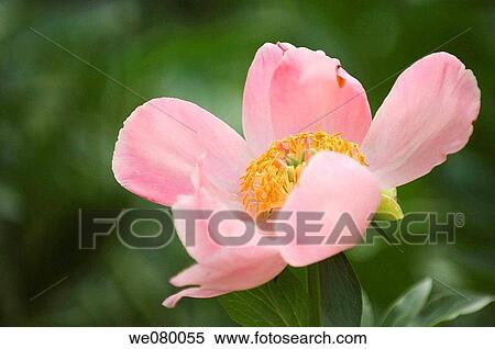Stock Photography - Pink Peony. Paeonia lactiflora. May 2007, Maryland, USA. Fotosearch