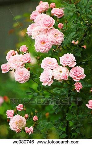 Pink Rose Bush in Bloom. Rosa hybrid. May 2007. Maryland, USA. View Large Photo Image Stock Photograph - Pink Rose Bush in Bloom. Rosa hybrid. May 2007. Maryland, USA.. Fotosearch