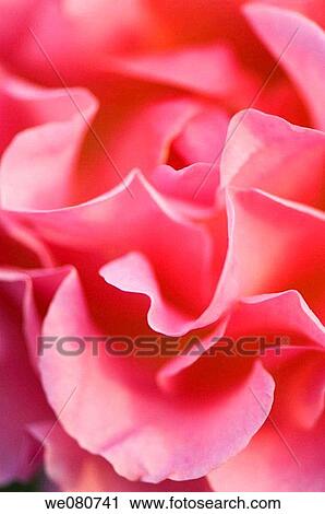 Pink Rose Flower Close-up. Rosa hybrid. June 2006. Maryland, USA. View Large Photo Image Stock Image - Pink Rose Flower Close-up. Rosa hybrid. June 2006. Maryland, USA.. Fotosearch