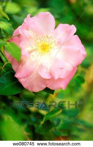 Pink Rose Flower. Rosa hybrid. May 2007. Maryland, USA. View Large Photo Image Stock Photography - Pink Rose Flower. Rosa hybrid. May 2007. Maryland, USA.. Fotosearch