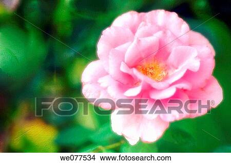 Pink Rose. Rosa hybrid. August 2007, Maryland, USA View Large Photo Image Picture - Pink Rose. Rosa hybrid. August 2007, Maryland, USA. Fotosearch
