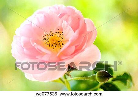 Pink Rose. Rosa hybrid. August 2007, Maryland, USA View Large Photo Image Stock Photograph - Pink Rose. Rosa hybrid. August 2007, Maryland, USA. Fotosearch