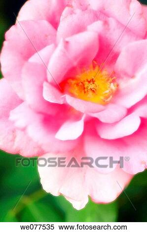 Pink Rose. Rosa hybrid. August 2007, Maryland, USA View Large Photo Image Stock Photography - Pink Rose. Rosa hybrid. August 2007, Maryland, USA. Fotosearch