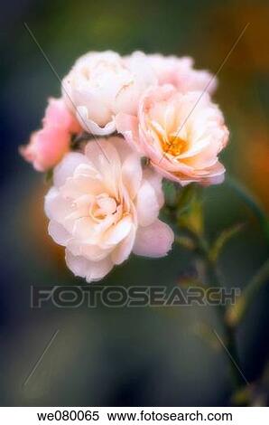 Pink Roses. Rosa hybrid. August 2007, Maryland, USA View Large Photo Image Stock Photography - Pink Roses. Rosa hybrid. August 2007, Maryland, USA. Fotosearch
