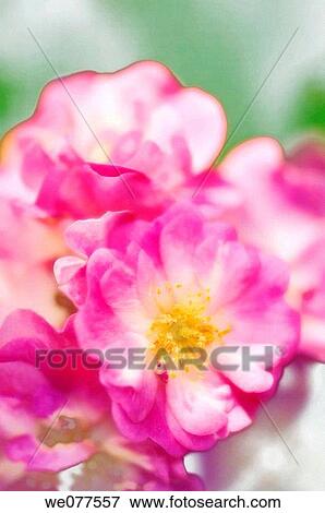 Stock Photo - Pink Roses. Rosa hybrid. May 2007, Maryland, USA. Fotosearch
