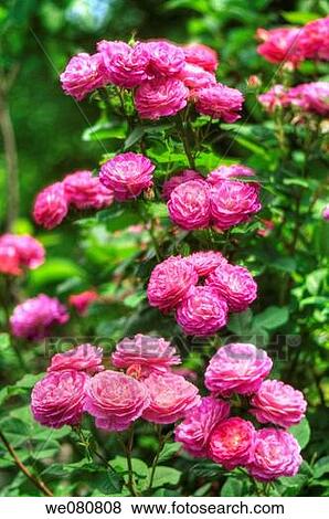 Pink Roses. Rosa hybrid. May 2008. Maryland, USA. View Large Photo Image Stock Photo - Pink Roses. Rosa hybrid. May 2008. Maryland, USA.. Fotosearch