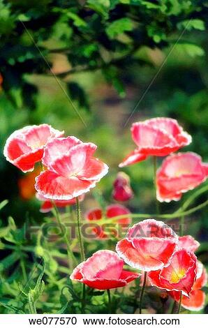 Stock Image - Pink Shirley Poppies. Papaver rhoeas. July 2007, Maryland, USA. Fotosearch