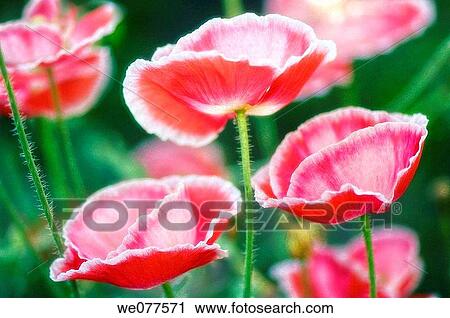 Stock Image - Pink Shirley Poppies. Papaver rhoeas. July 2007, Maryland, USA. Fotosearch