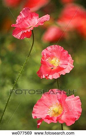 Pink Shirley Poppies. Papaver rhoeas. July 2007, Maryland, USA View Large Photo Image Stock Photo - Pink Shirley Poppies. Papaver rhoeas. July 2007, Maryland, USA. Fotosearch