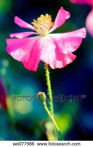 Pink Shirley Poppy and Seedhead. Papaver rhoeas. July 2007, Maryland, USA View Large Photo Image Stock Photograph - Pink Shirley Poppy and Seedhead. Papaver rhoeas. July 2007, Maryland, USA. Fotosearch